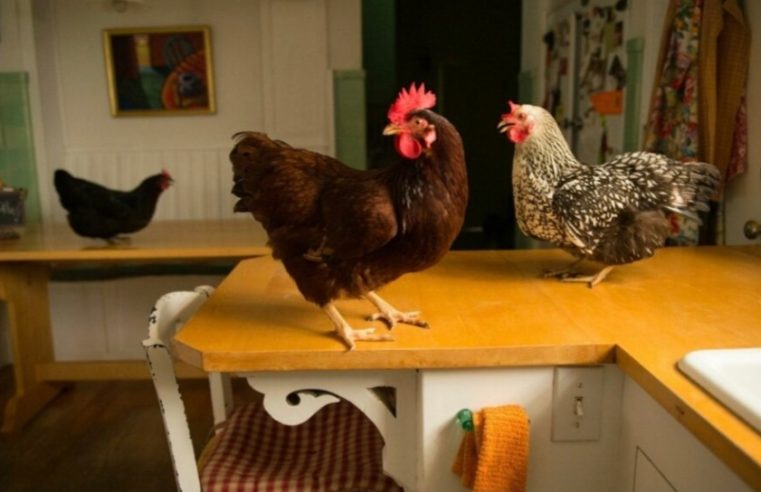 Volta ao campo sem sair de casa!